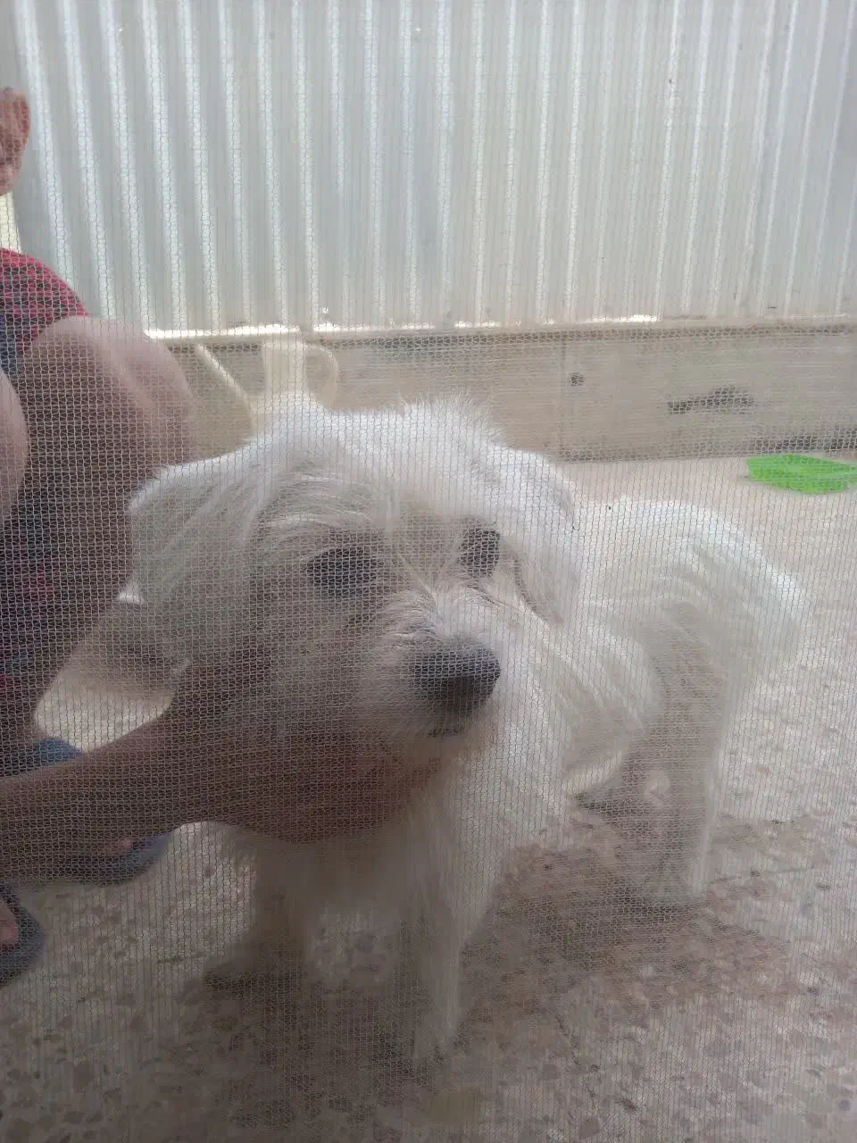 پیدا شده|حیوانات|یزد, |دیوار