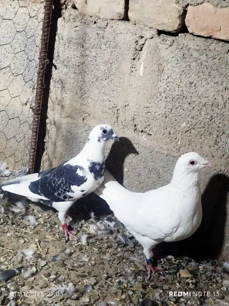 کبوتر کفتر|پرنده|سیب و سوران, |دیوار