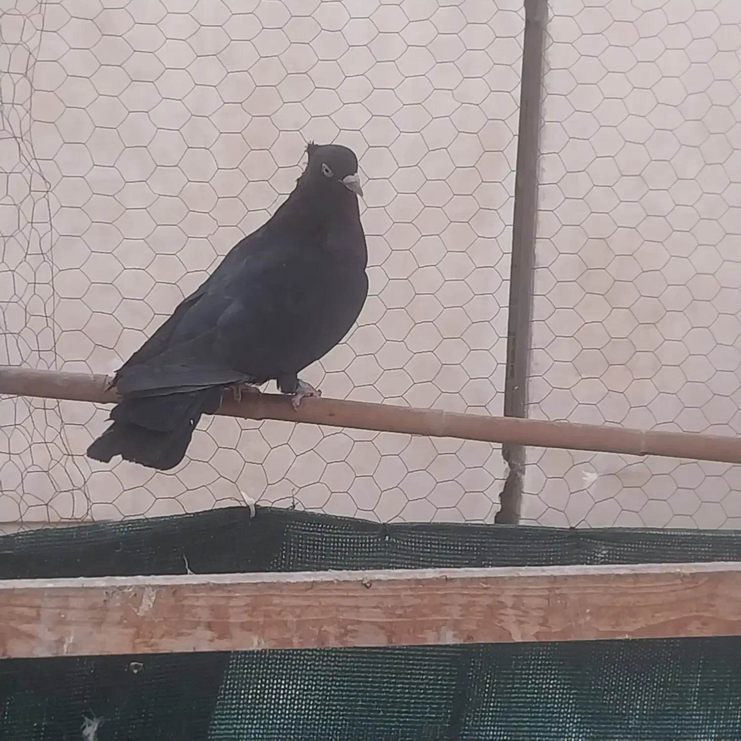 کبوتر|پرنده|گرمسار, |دیوار