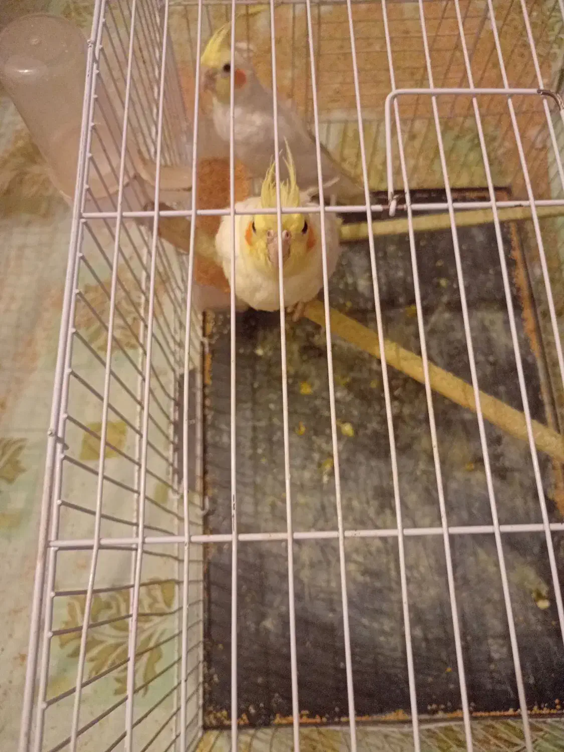 عروس هلندی|پرنده|تربتحیدریه, یحیی آباد|دیوار