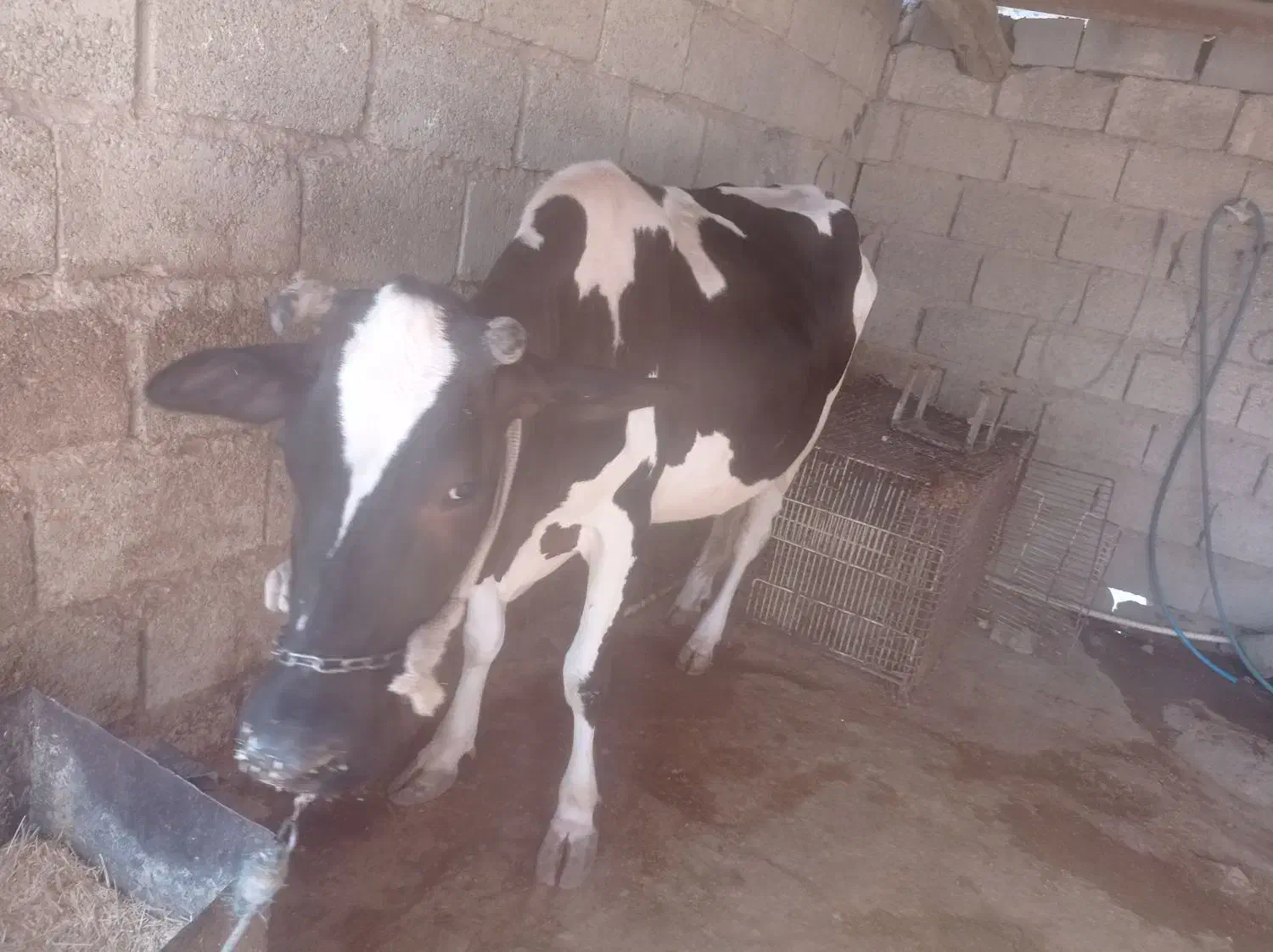 فروش گاو و گوساله|حیوانات مزرعه|بهبهان, |دیوار