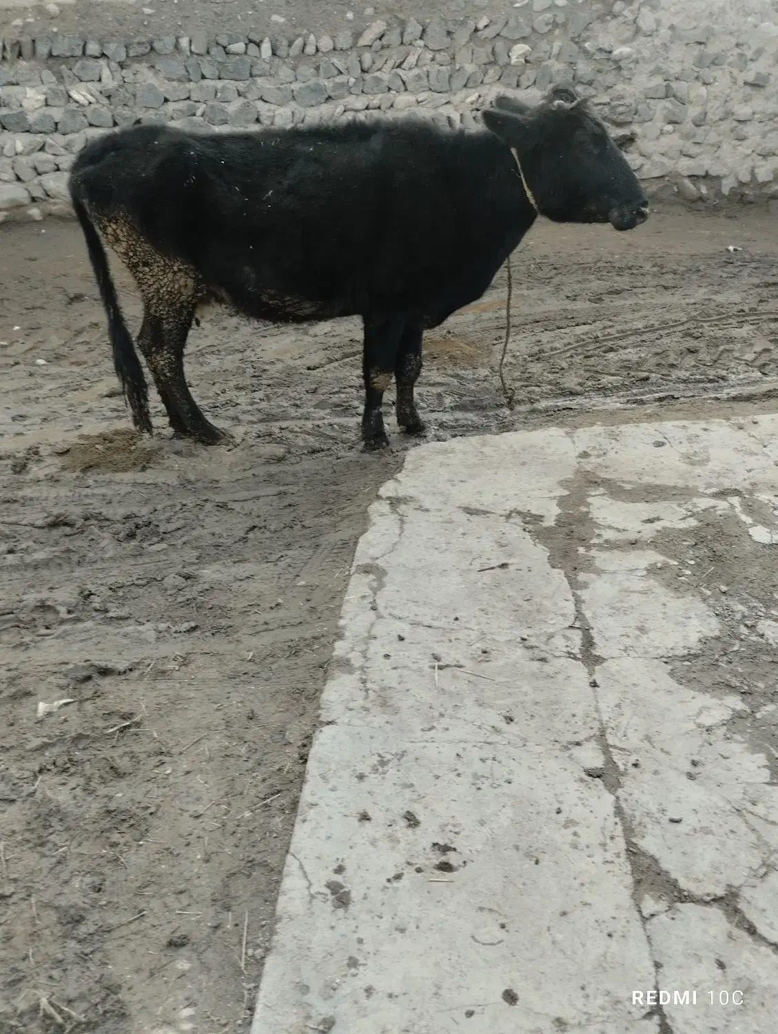 گاو‌گوساله‌سالم‌|حیوانات مزرعه|دهگلان, |دیوار