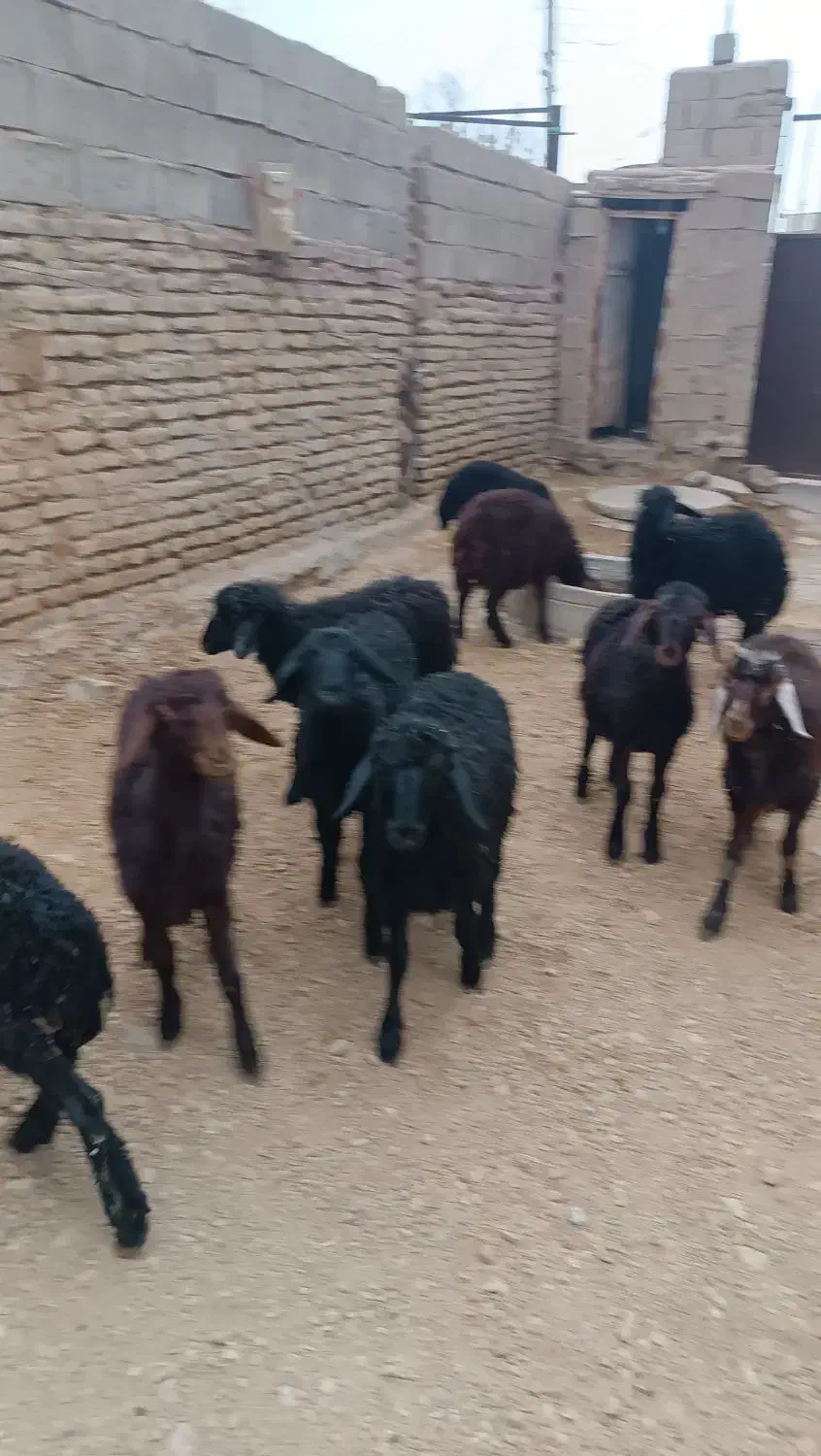 بره ای نر قرقزل قرمز قزل افشار|حیوانات مزرعه|میاندوآب, |دیوار