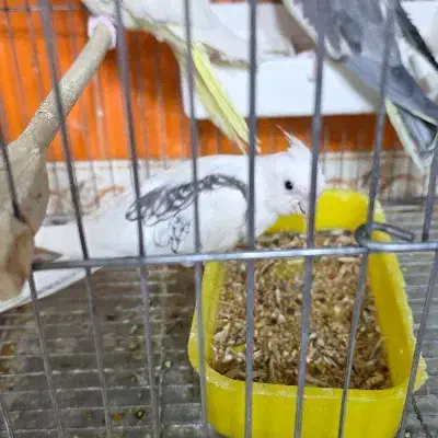 عروس هلندی|پرنده|اشنویه, |دیوار