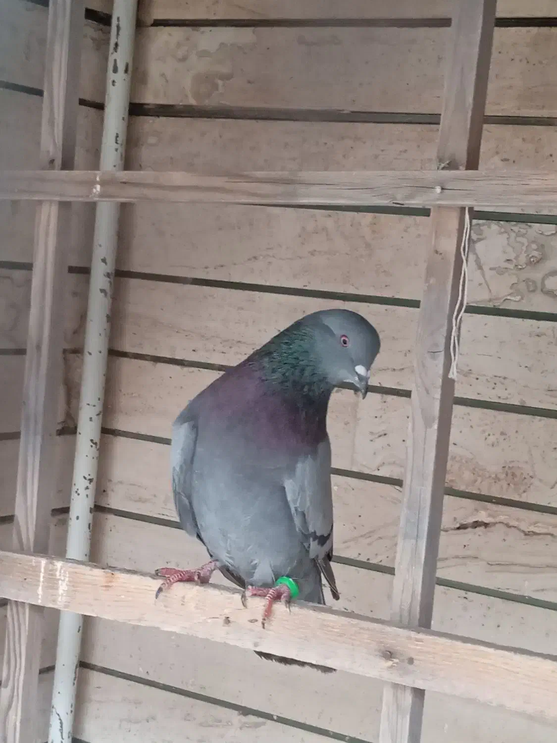 کبوتر نر|پرنده|قم, بکایی|دیوار