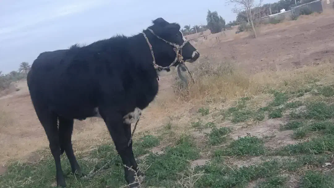 گوساله ماده|حیوانات مزرعه|ریگان, |دیوار