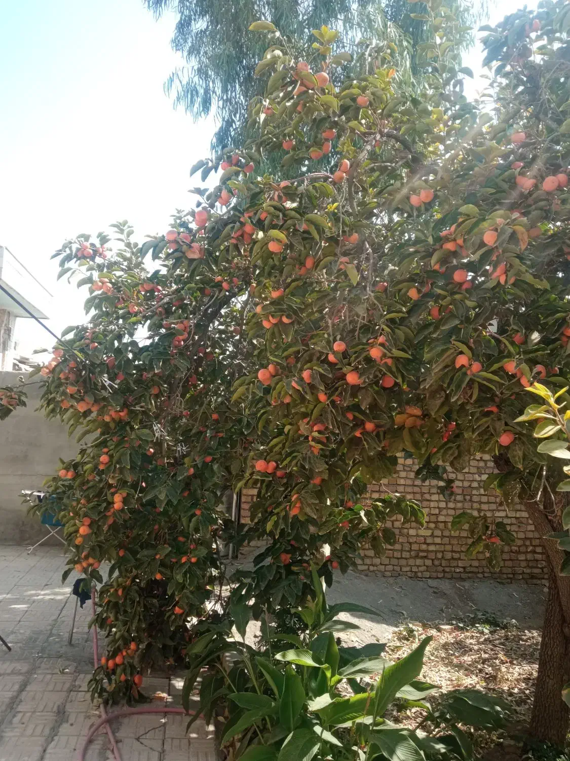 خرمالو برمیدارم نقدمیدم(( توضیحات کامل هست))|خدمات باغبانی و درختکاری|مبارکه, |دیوار