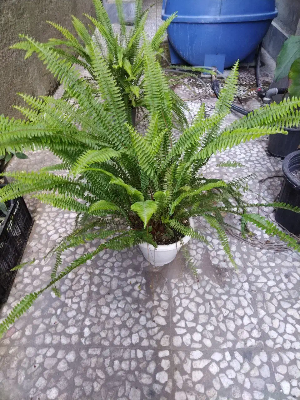 گل وگیاه طبیعی|گل و گیاه طبیعی|قائمشهر, |دیوار