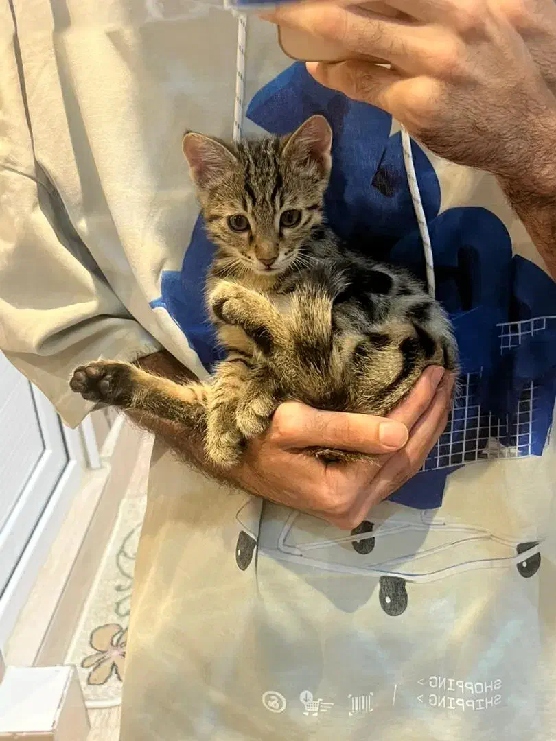 واگذاری گربه شیطون|گربه|مهاباد (آذربایجان غربی), |دیوار