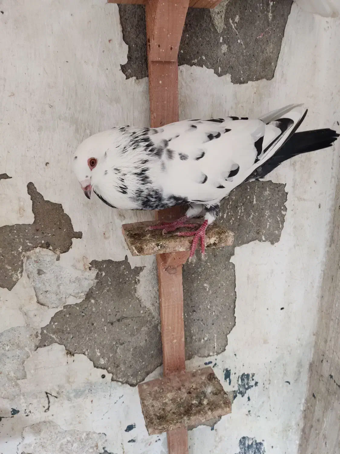 کبوتر پرشی نر ماده گرگی ابلغ|پرنده|بابل, |دیوار