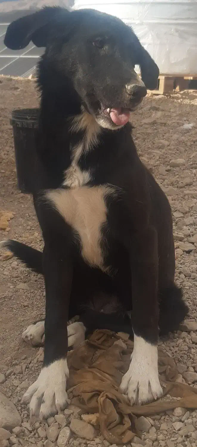 سگ دستاموز|سگ|محلات, |دیوار