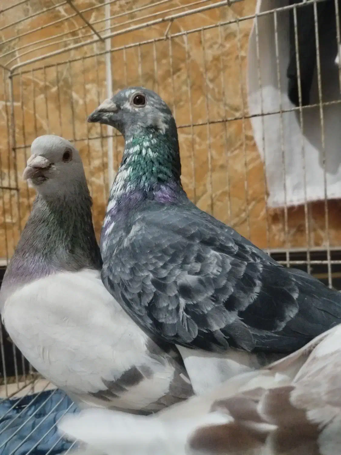 کفتر|پرنده|تربتحیدریه, قاسم آباد|دیوار