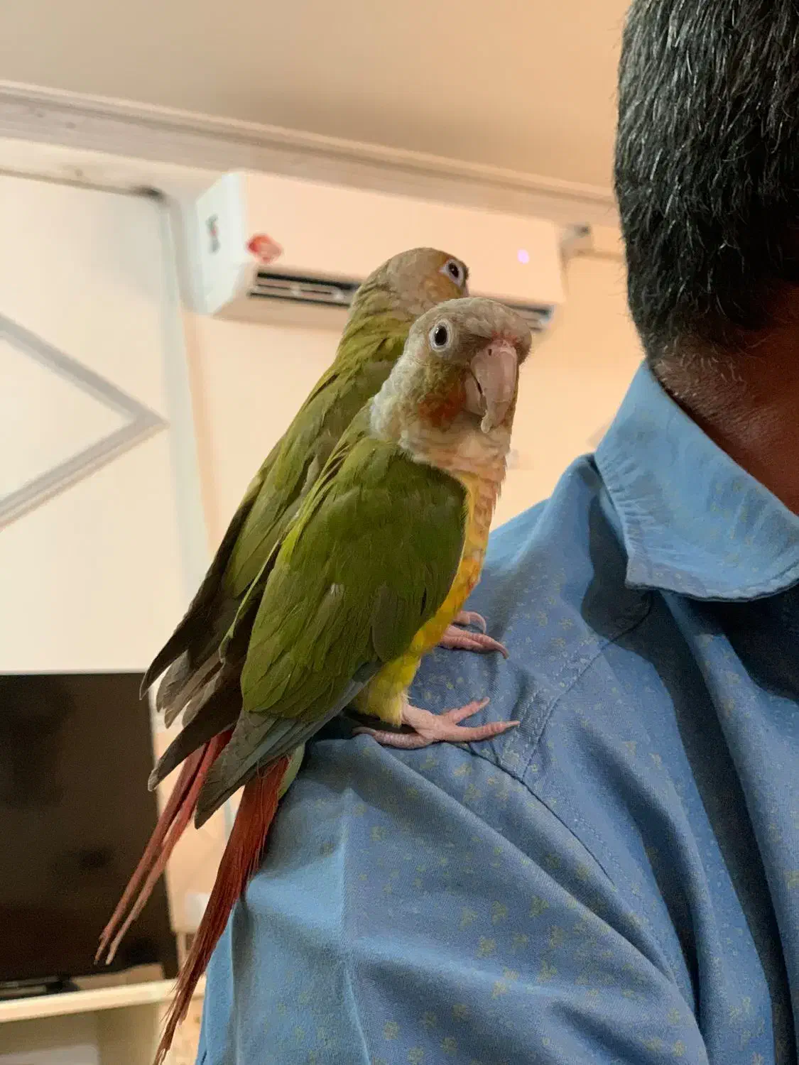 طوطی گیرین چیک آناناسی|پرنده|هشتگرد, هیو|دیوار