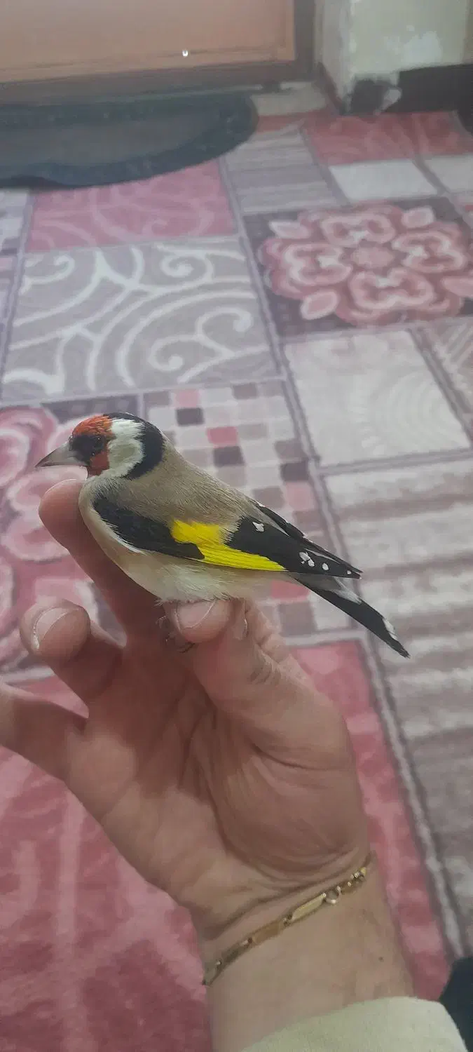 سهره باغی|پرنده|دورود, |دیوار