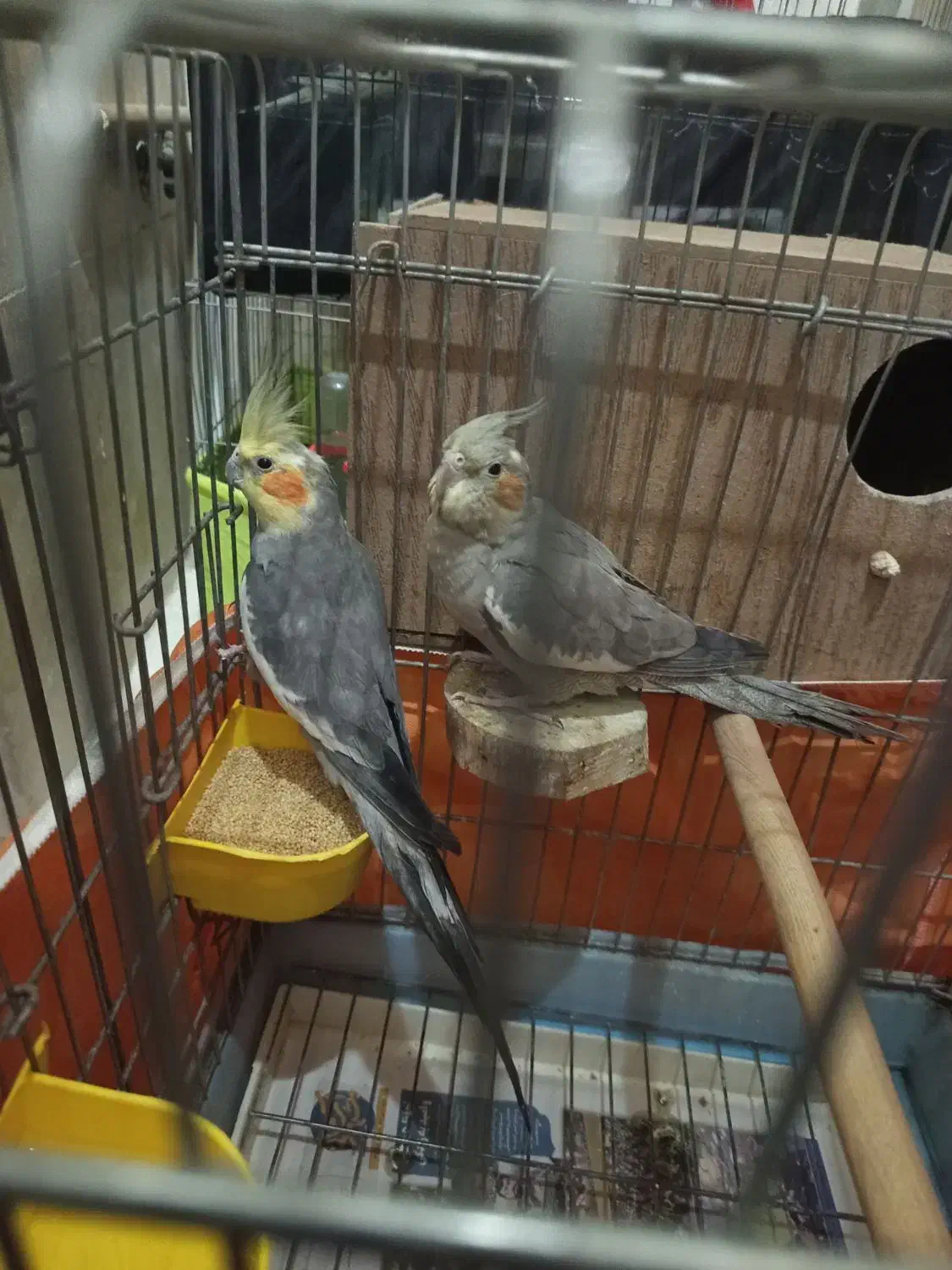 یه جفت عروس کارداده|پرنده|تهران, یاخجی آباد|دیوار