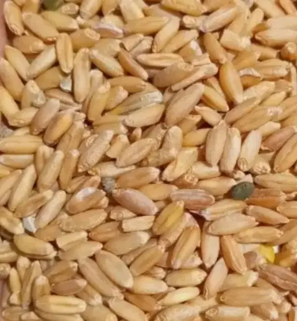 گندم|خوردنی و آشامیدنی|باوله, |دیوار