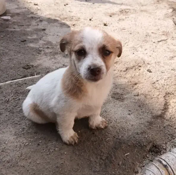 واگزار سگ پاکوتاه|سگ|گرگان, |دیوار