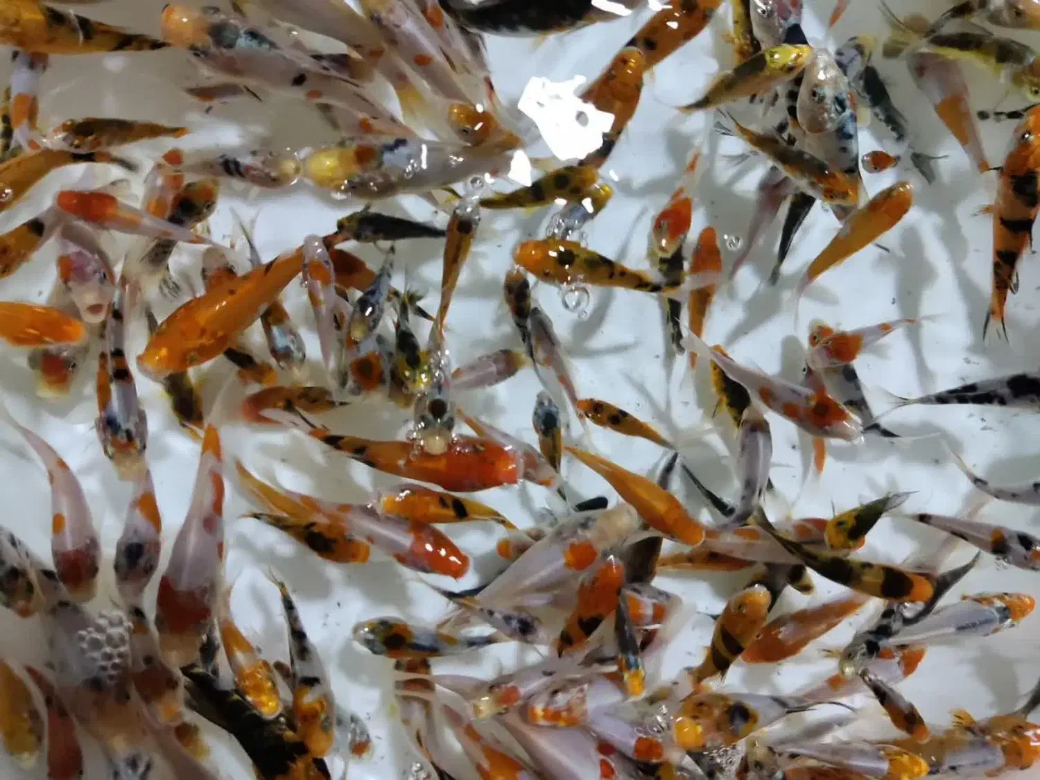 ماهی کوی|ماهی|تهران, جوادیه|دیوار