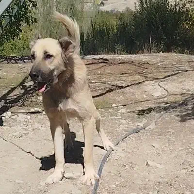 سگ سرابی|سگ|فیروزکوه, |دیوار