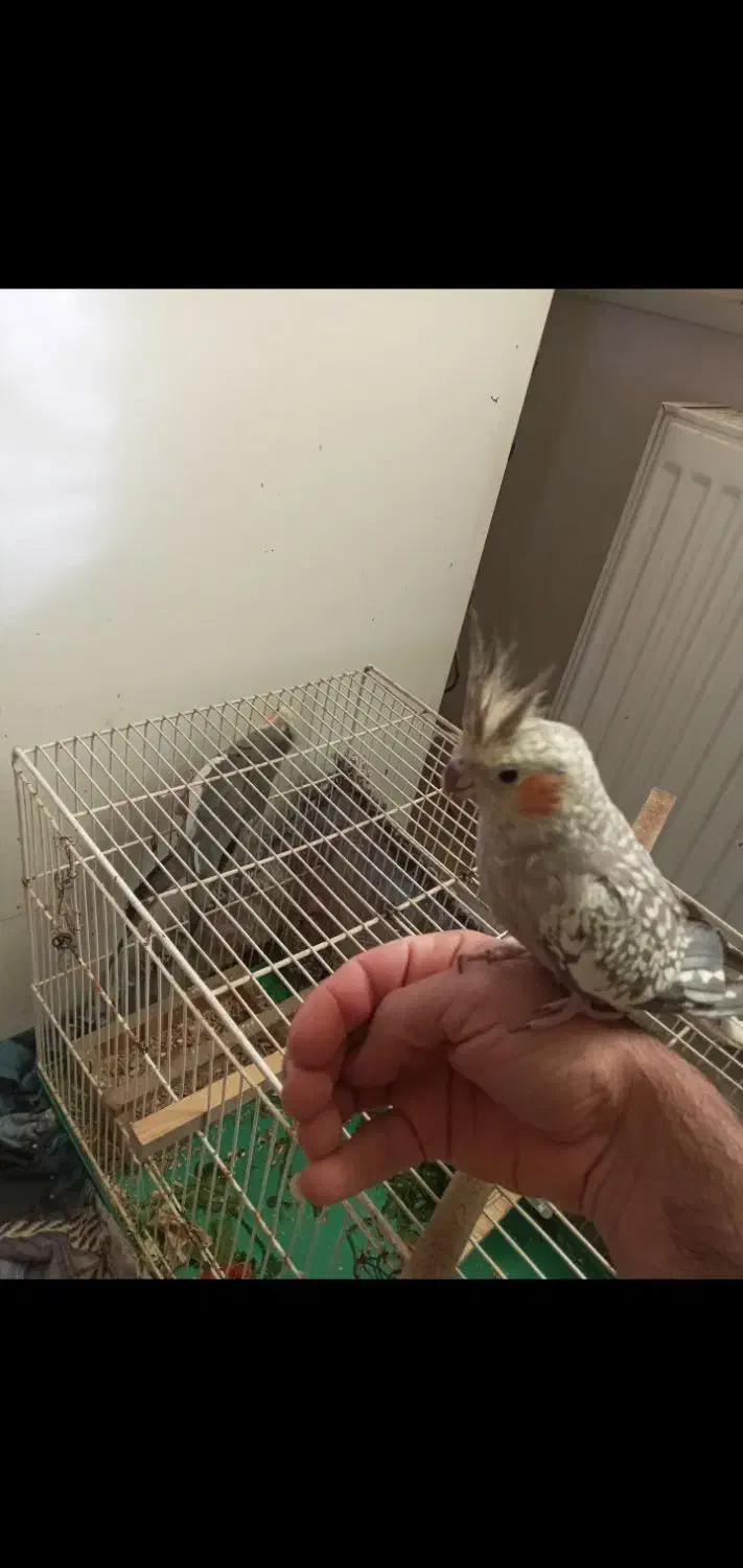 عروس هلندی ماده مرواریدی|پرنده|شیراز, شهرک صنعتی شیراز|دیوار