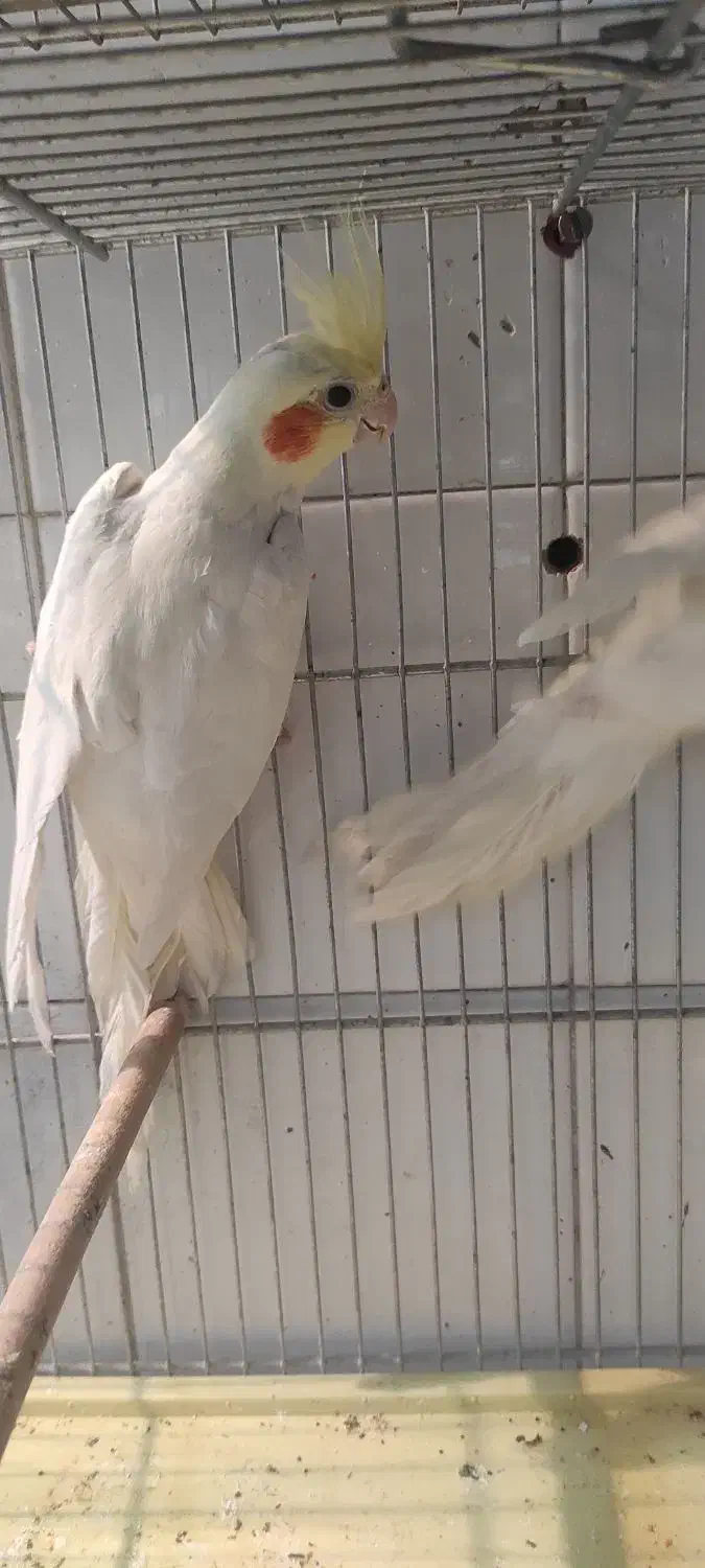 عروس هلندی و مرغ عشق|پرنده|مرودشت, ابوذر شمالی|دیوار