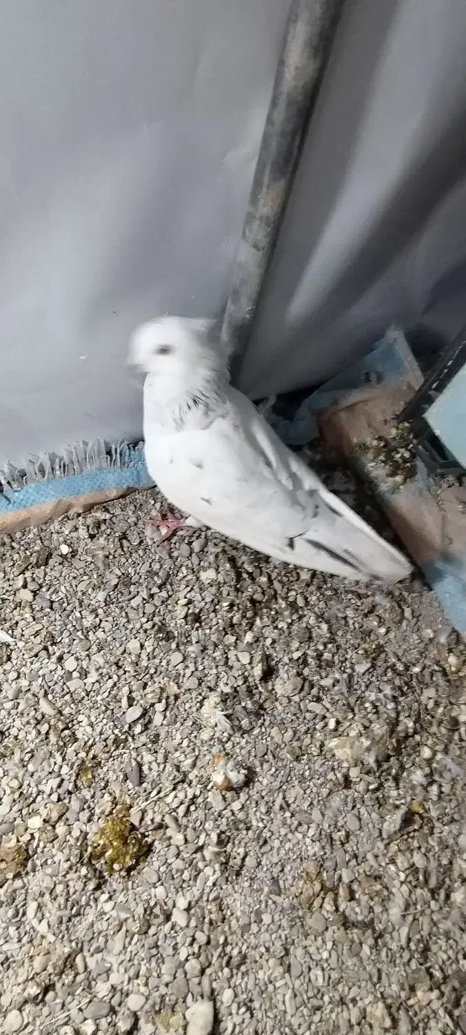 کبوتر|پرنده|ایوان, |دیوار