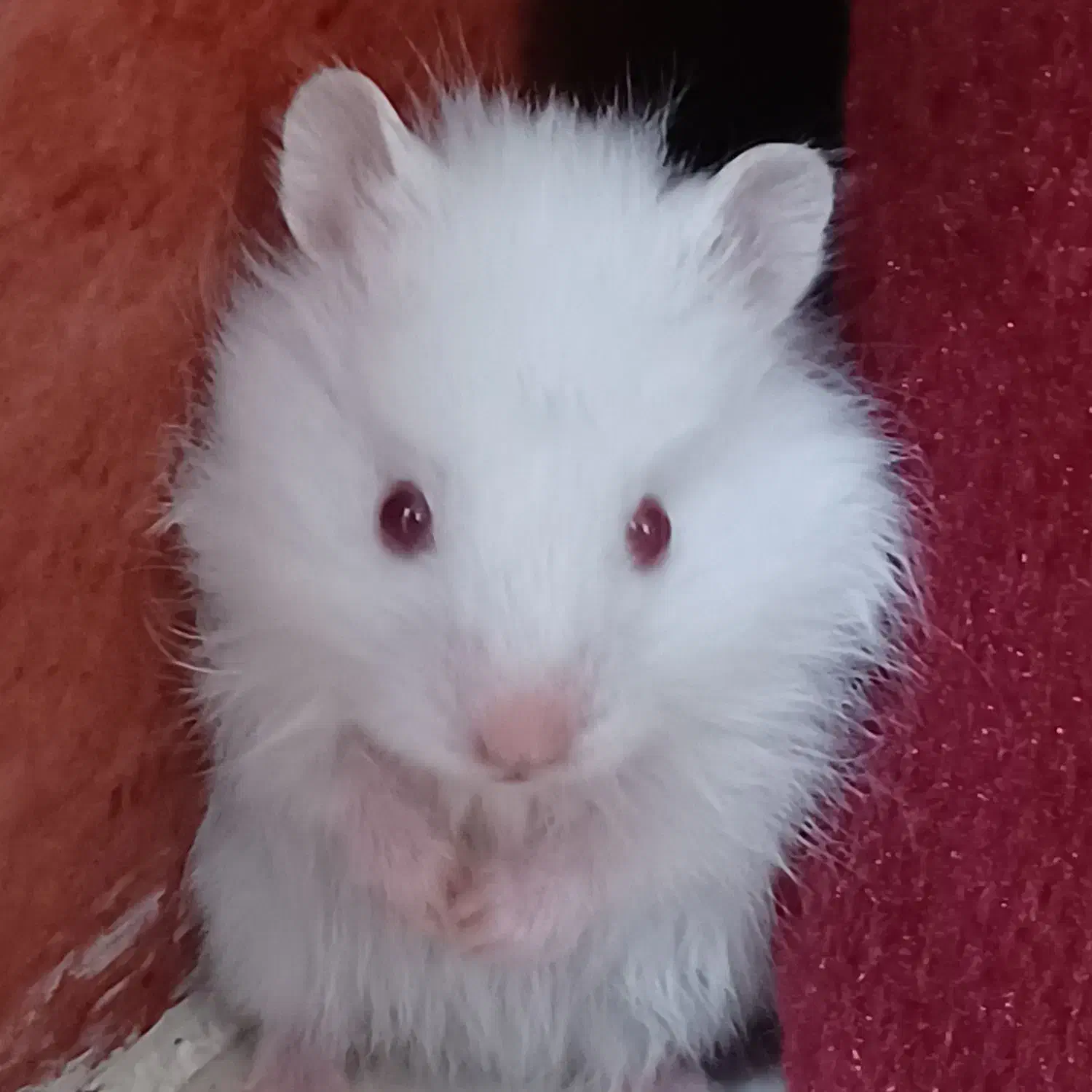 همستر|موش و خرگوش|ساوه, |دیوار