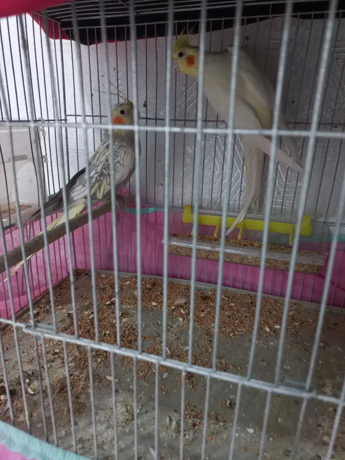 عروس هلندی|پرنده|مسجد سلیمان, |دیوار