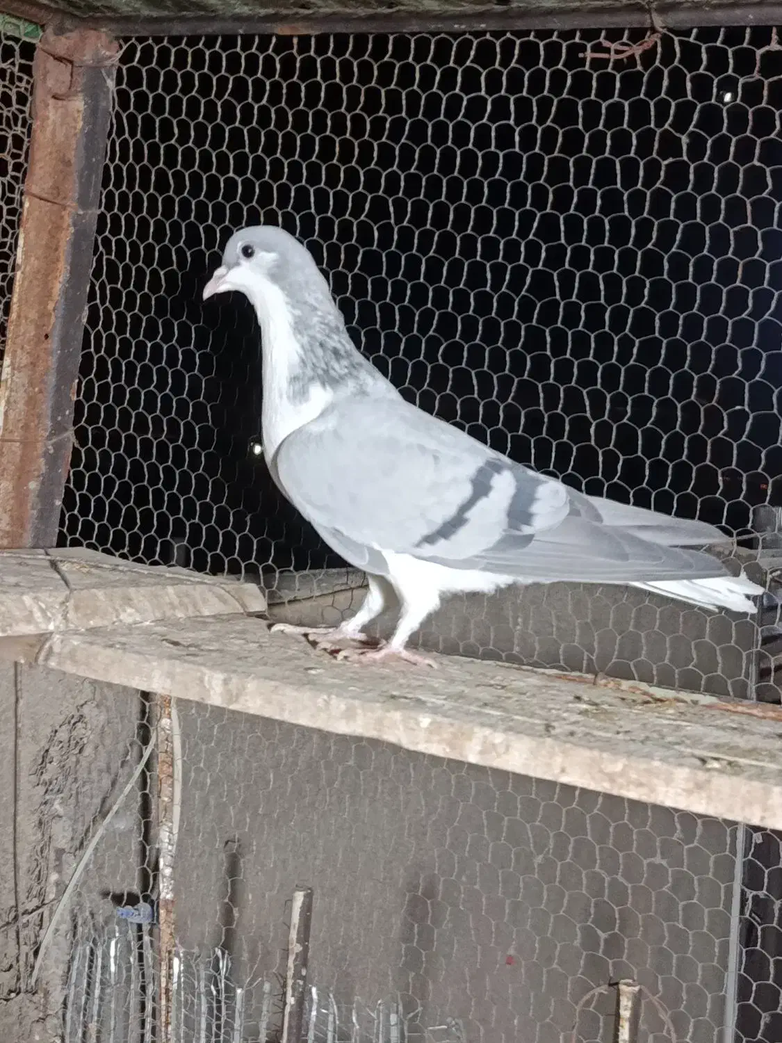 کبوتر|پرنده|قزوین, |دیوار