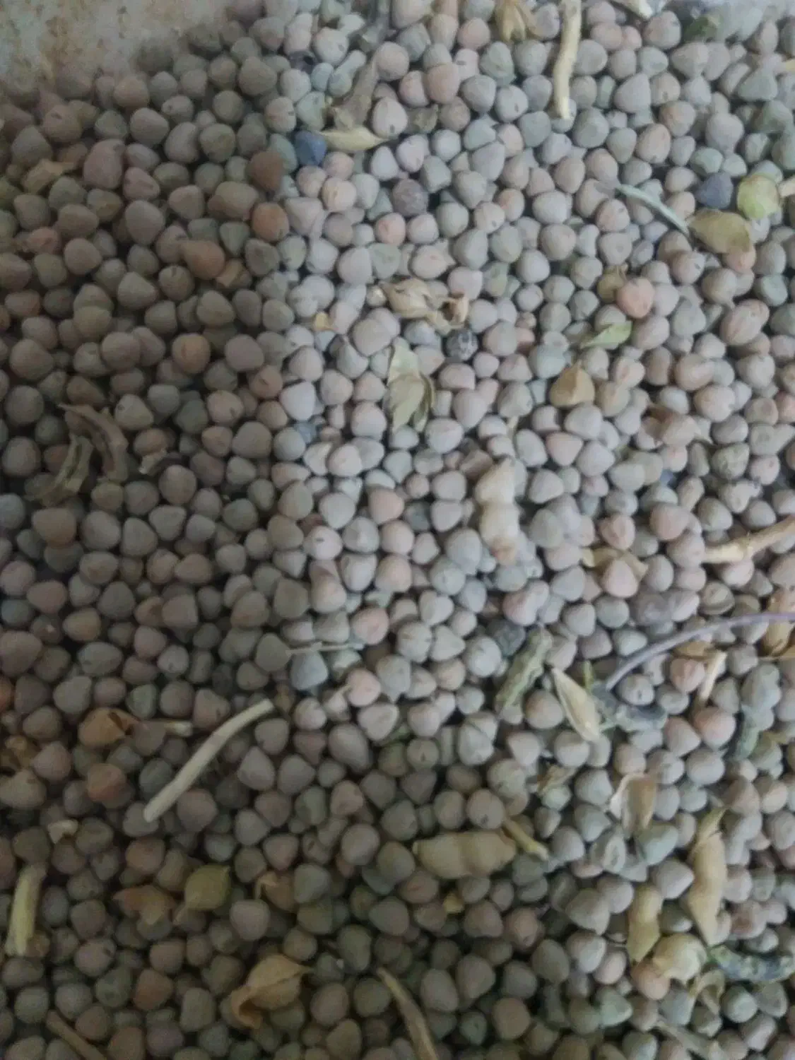 گاودانه بو جاری شده|عمده‌فروشی|شراء, |دیوار
