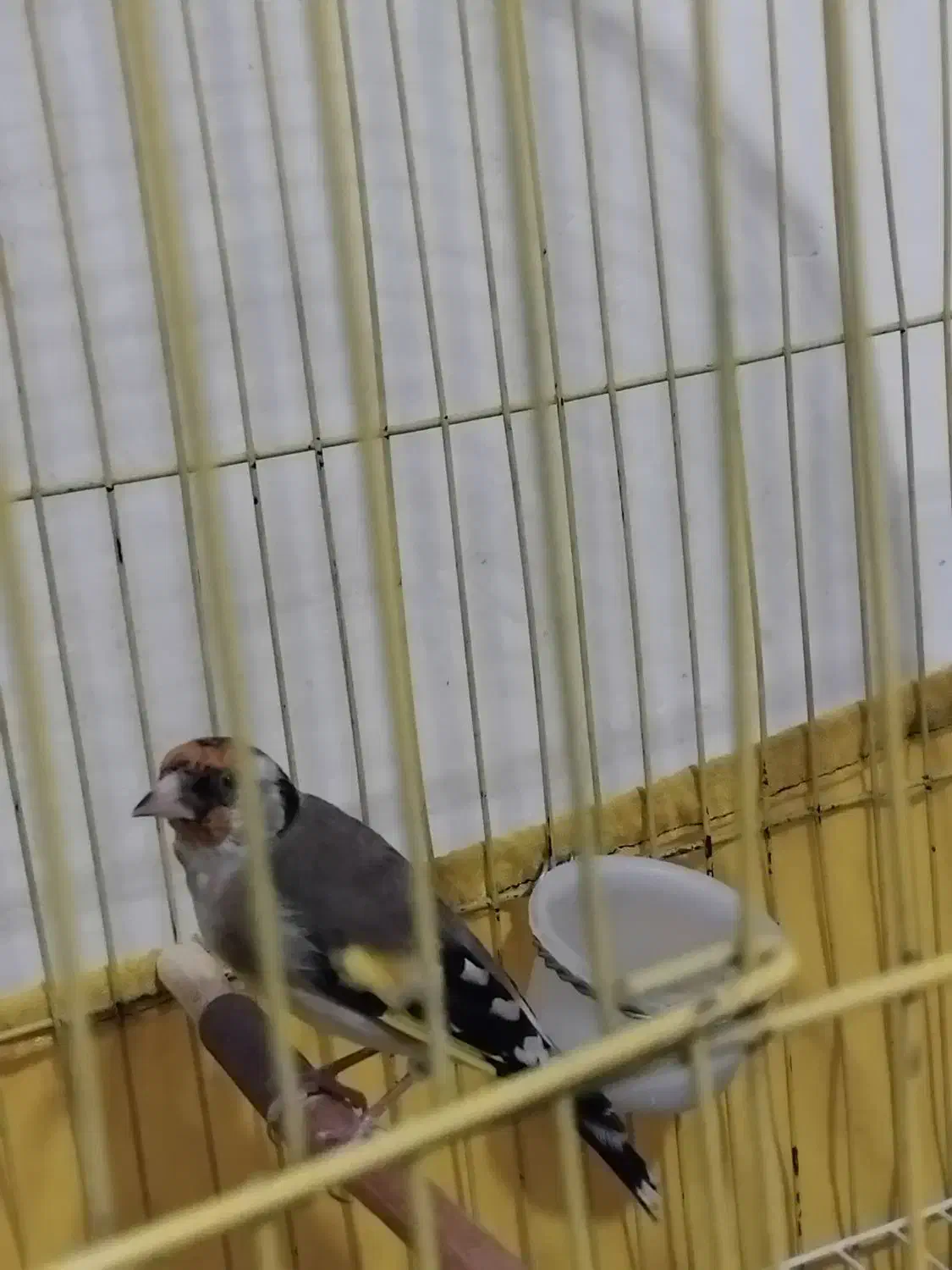 سهره فروشی|پرنده|تاکستان, |دیوار