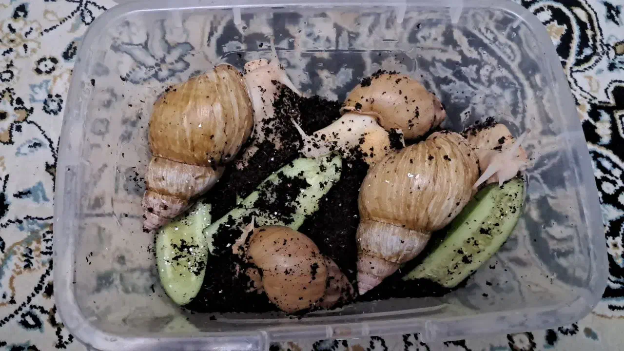 حلزون بالغ|خزنده|تهران, حشمتیه|دیوار