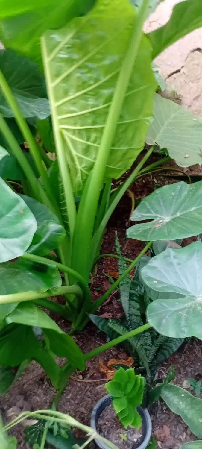 گل طبیعی|گل و گیاه طبیعی|رشت, کوی مهر|دیوار