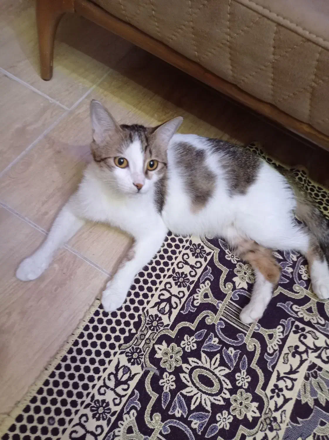 واگذاری گربه|گربه|تهران, صاحب الزمان|دیوار