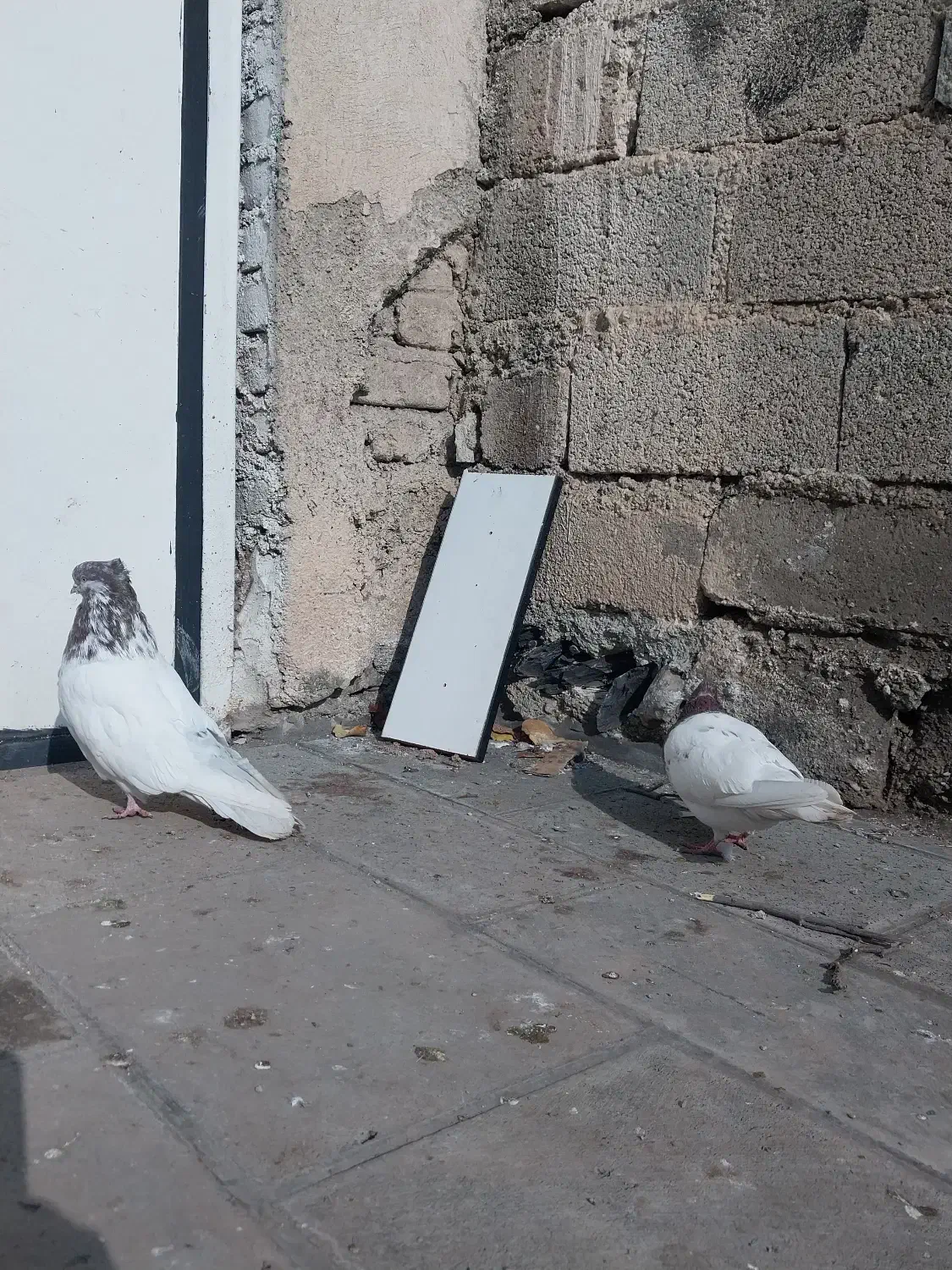 یه تعداد کبوتر|پرنده|فشم, |دیوار