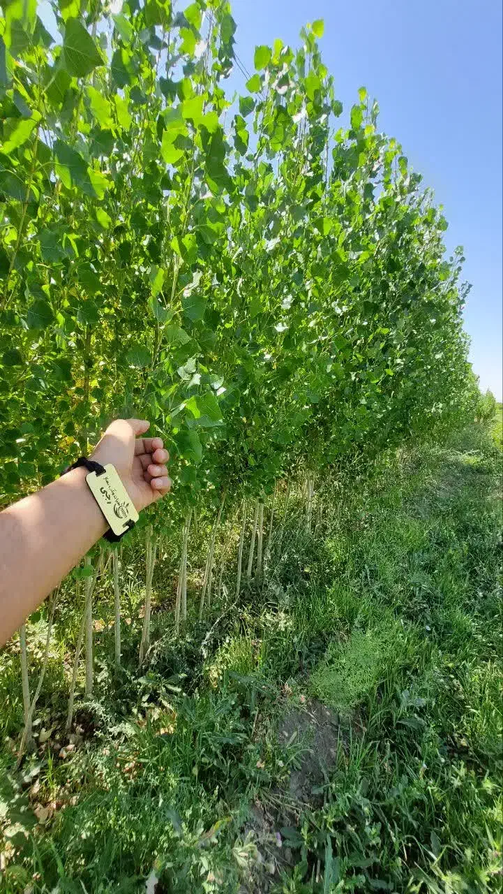 ارائه نهال سپیدار سه متری تبریزی اصل|خدمات باغبانی و درختکاری|آکند, |دیوار