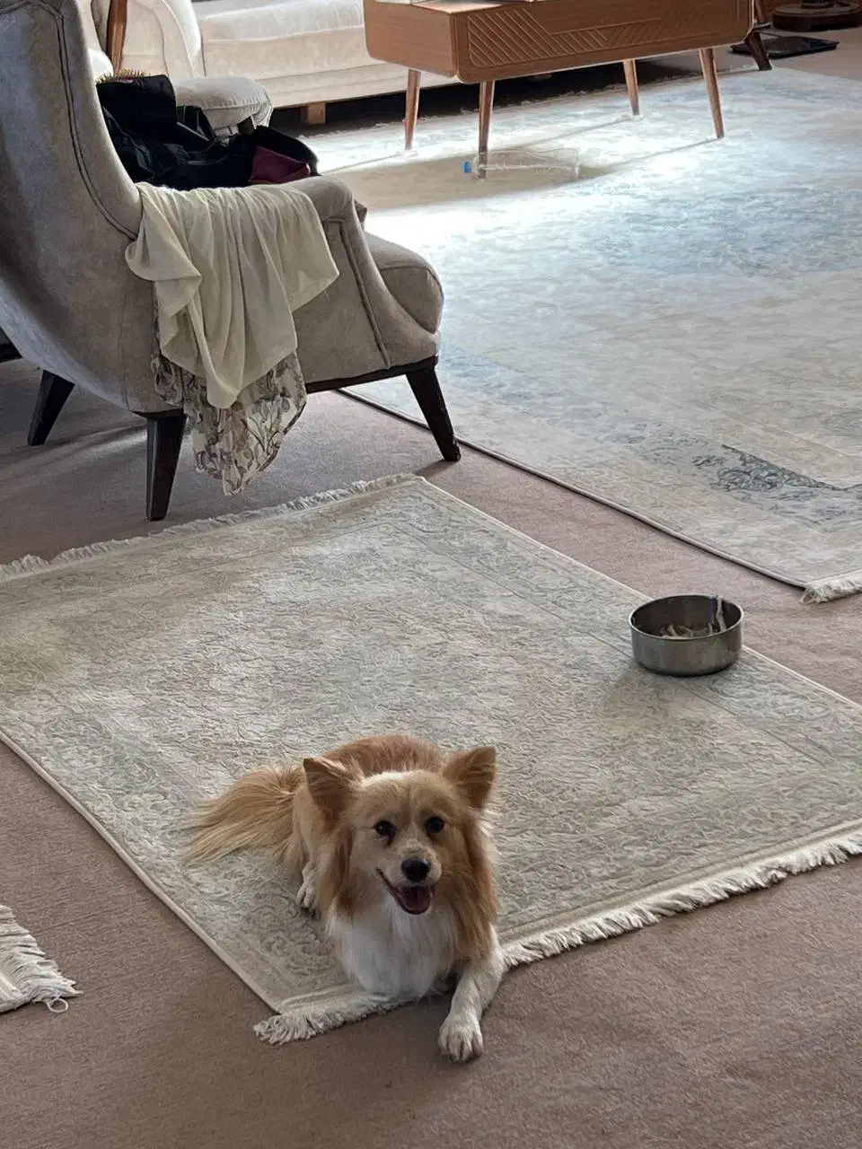 گمشده|حیوانات|قزوین, |دیوار