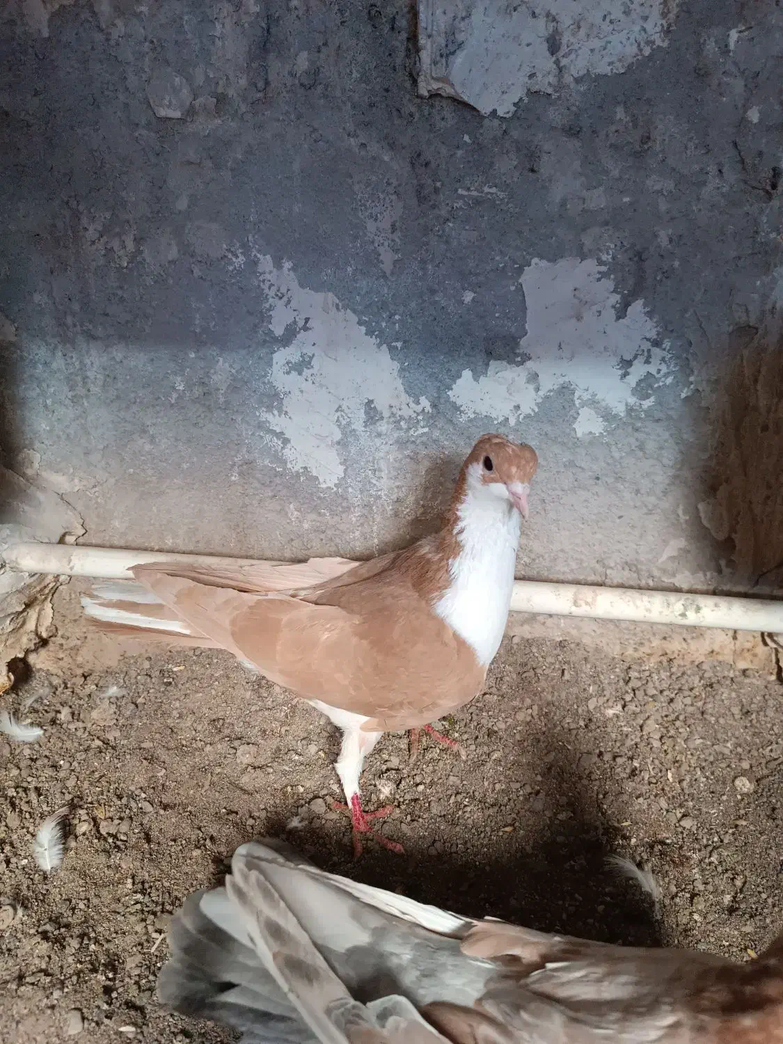 کبوتر شیخی(سیاه)|پرنده|سراب, |دیوار