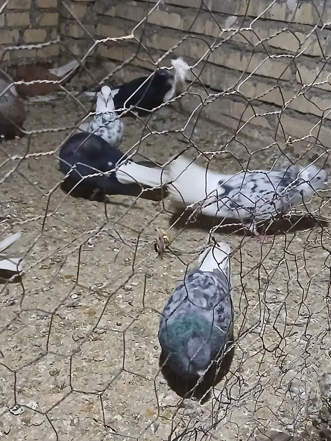 کبوتر رنگی|پرنده|سوسنگرد, |دیوار