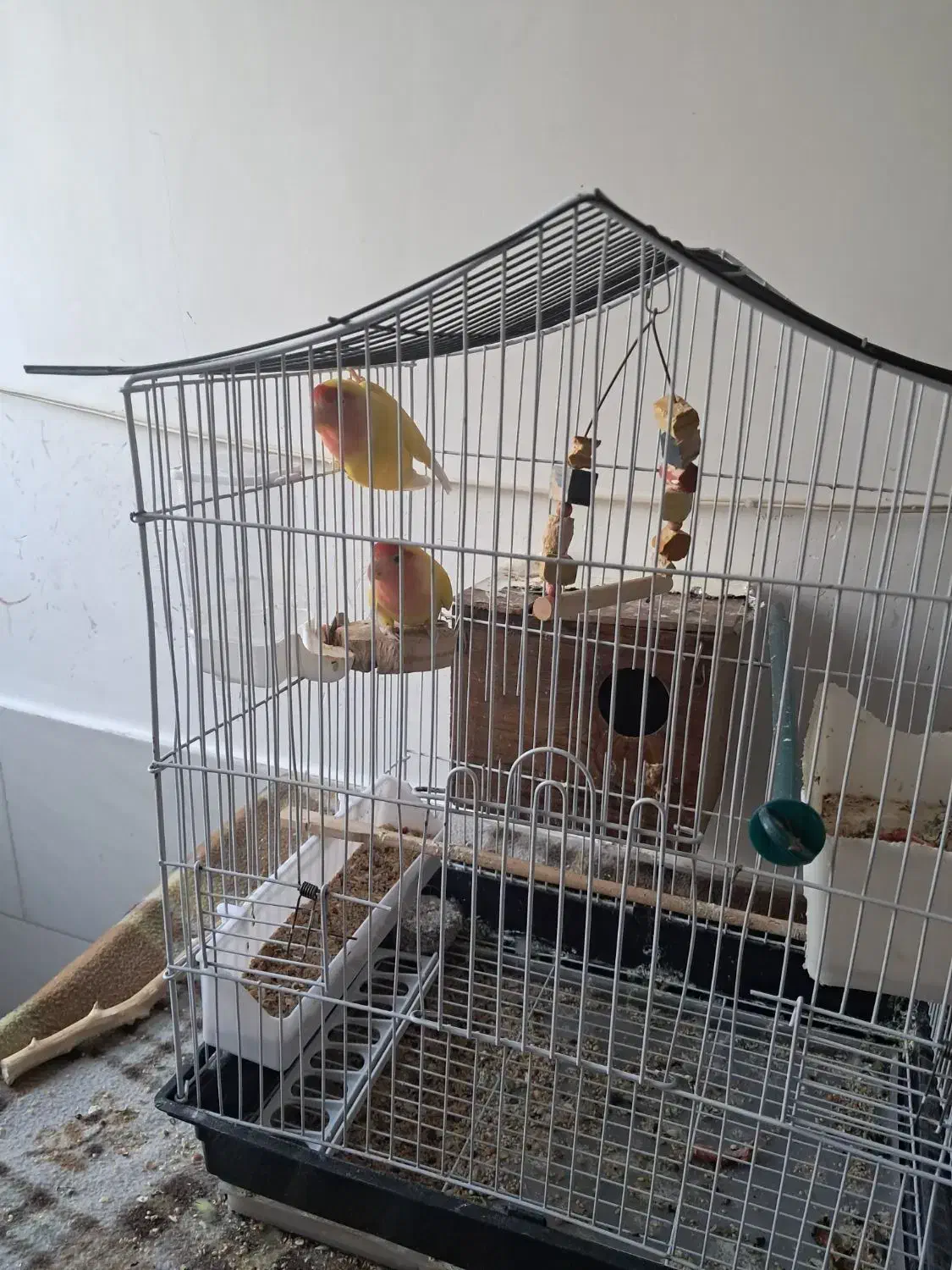 طوطی برزیلی جفت خوشرنگ|پرنده|شیراز, رکن‌آباد|دیوار