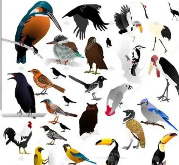 فروش انواع پرندگان زینتی و غیر زینتی|پرنده|فردیس, قریشی|دیوار