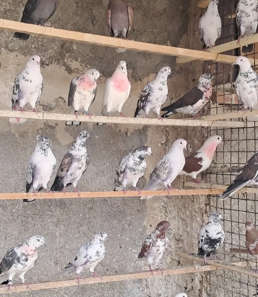 کفتر|پرنده|تهران, نعمت‌آباد|دیوار