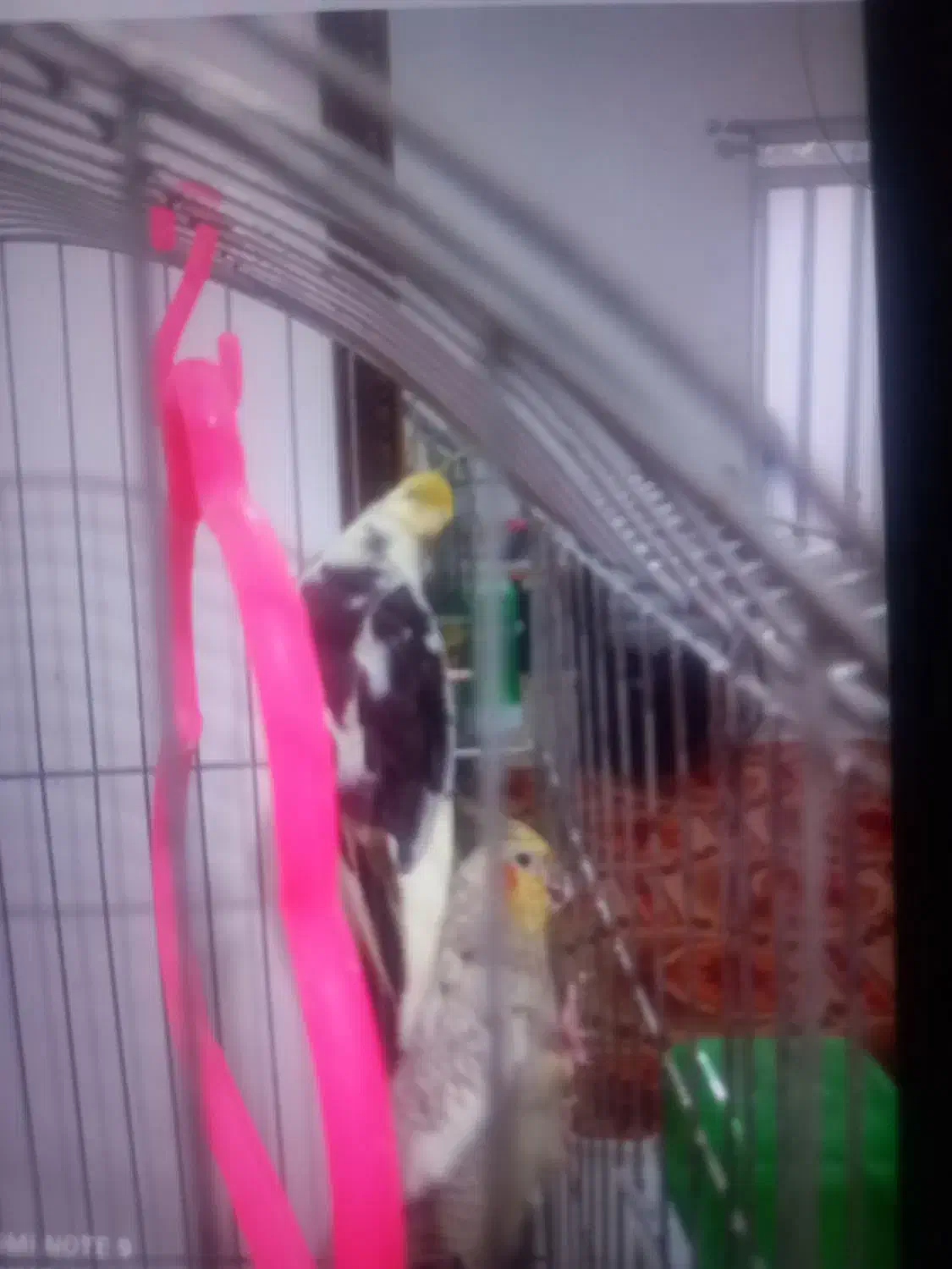 عروس هلندی وکوتوله بریزیلی|پرنده|آزادشهر, |دیوار