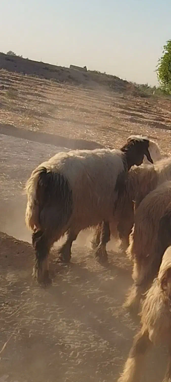 فروش چهل راس میش و شیک وکاوه لری وترکی|حیوانات مزرعه|ازنا, |دیوار