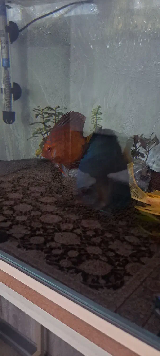 فروش فوری دیسکس|ماهی|کرج, باغستان|دیوار