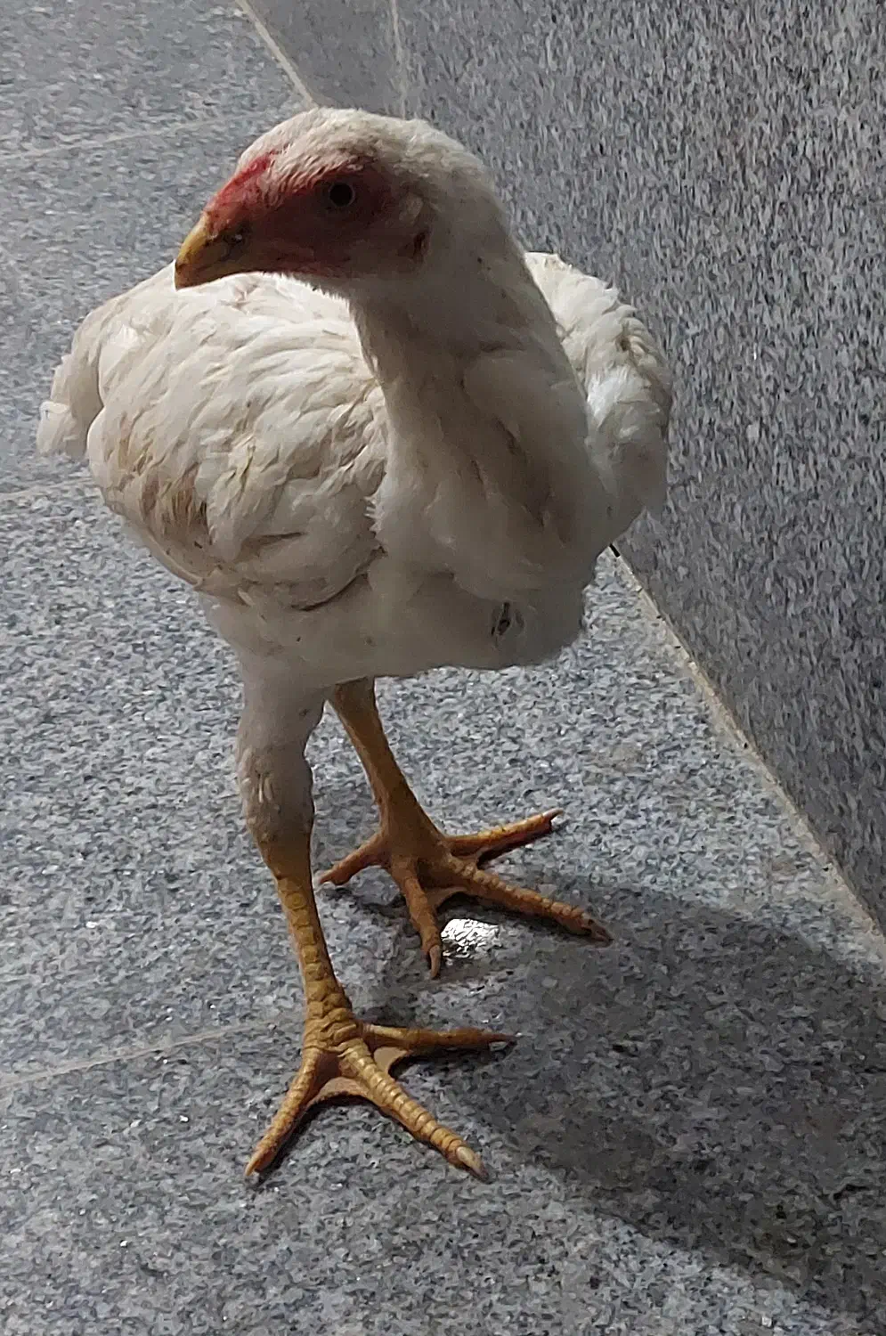 مرغ و خروس لاری|حیوانات مزرعه|بناب, |دیوار