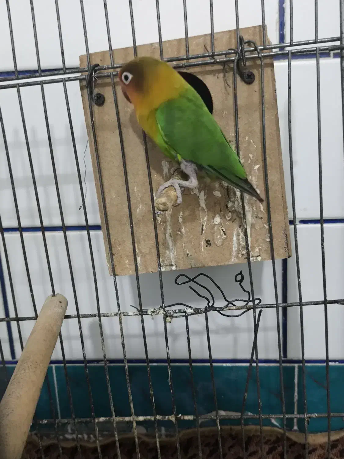 طوطی برزیلی|پرنده|شوشتر, |دیوار