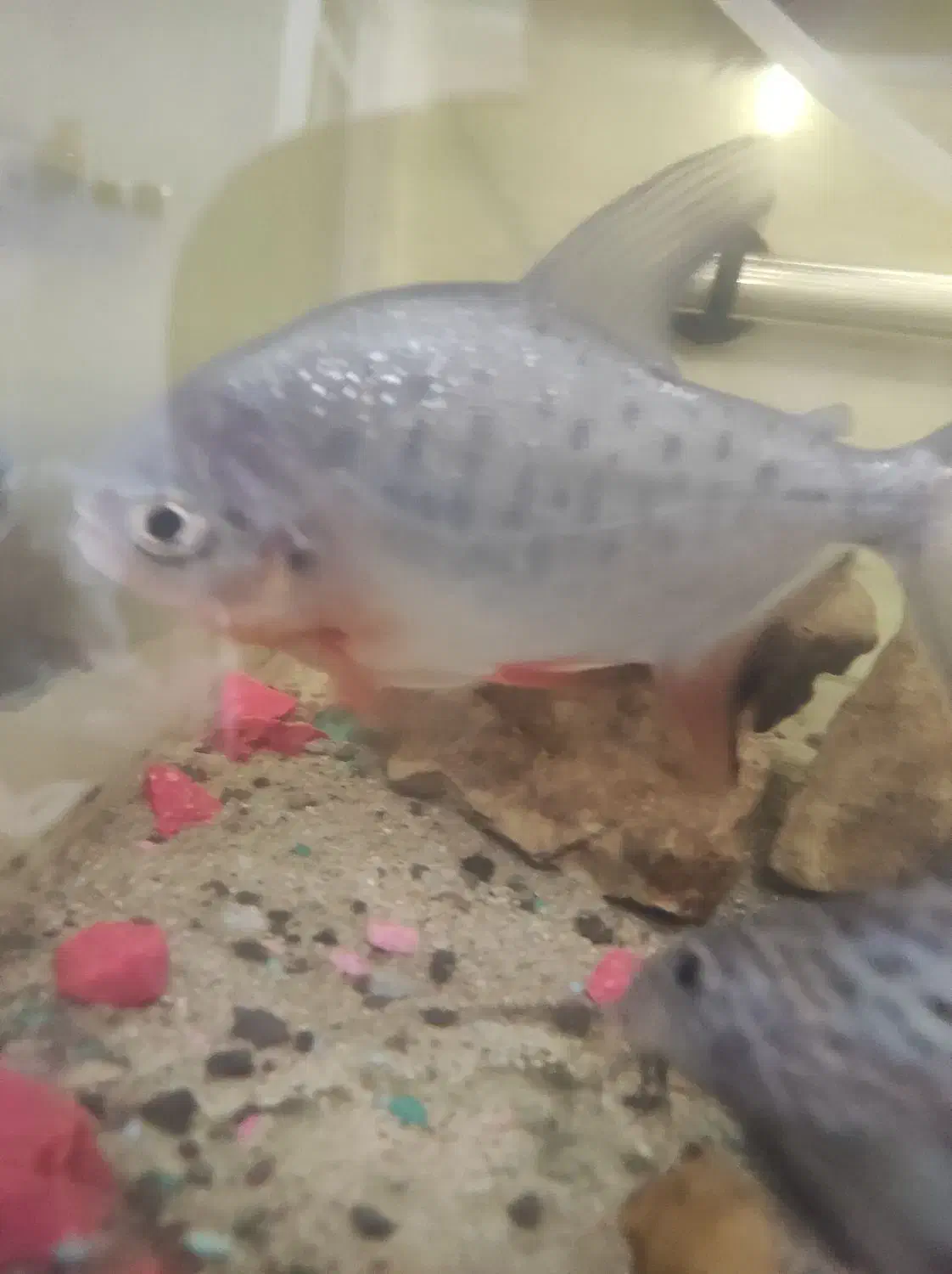 چند عدد ماهی|ماهی|رشت, پیرکلاچای|دیوار