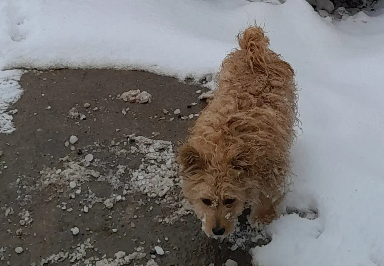 سگ گم شده دردماوند جابان شیرینی|سگ|دماوند, دماوند|دیوار