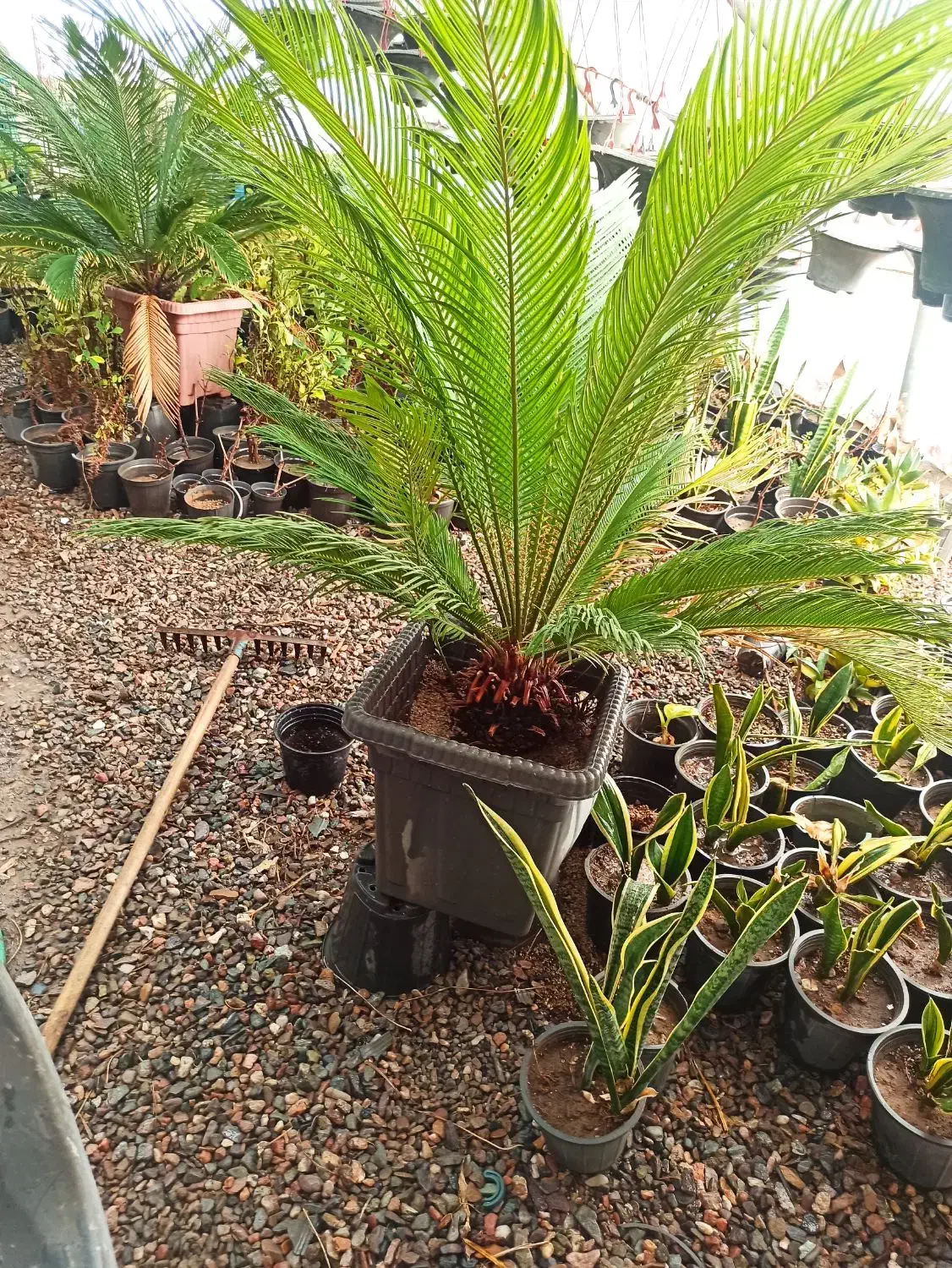 گل طبیعی|عمده‌فروشی|مشهد, شهید هاشمی نژاد|دیوار